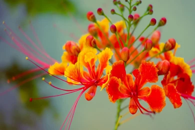 Exotic Flowers Wallpapers