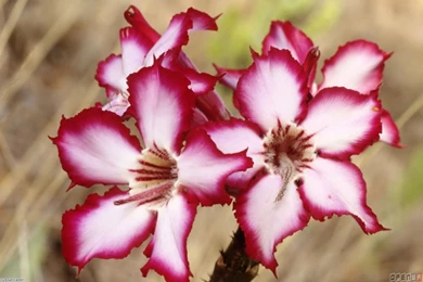 Exotic Flowers Wallpapers