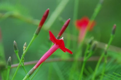 My Little Vegetable Garden: Garden Exotic Flower Wallpapers