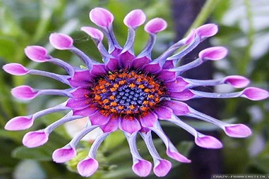 Exotic Flowers Wallpapers