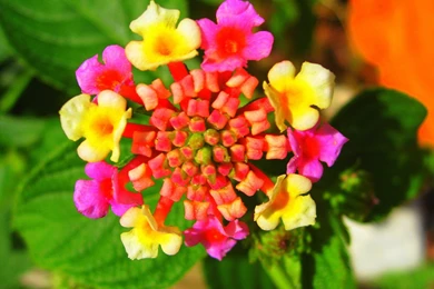 Flower Photos Flower Photos, High Resolution Flowers P