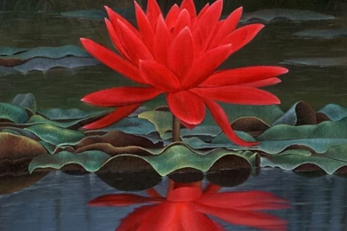 Exotic Flower Photos Free