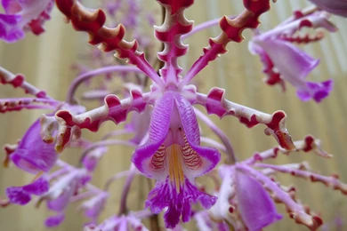 2012 Mother's Day Beautiful Flower   Exotic Beauty Wallpapers   HD ...