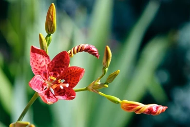 Download Images Of Flowers Download