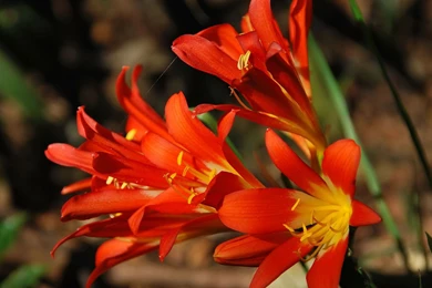 Exotic Flower Wallpapers   Flower Wallpapers