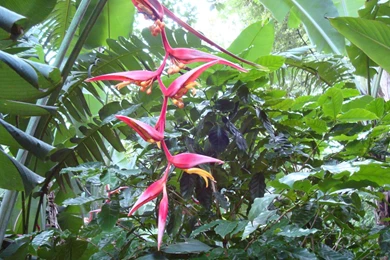Tropical flowers_dsc01721.jpg