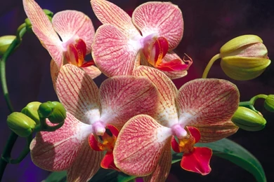 Exotic Flowers On March 8 Wallpapers And Images   Wallpapers ...