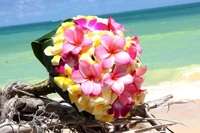 Plumeria Garland Of Exotic Tropical Flowers On White Sand Beach ...