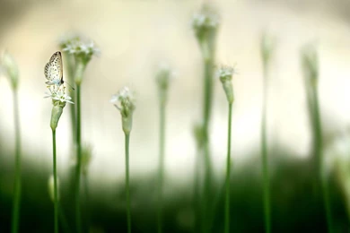 Desktop Wallpapers · Gallery · Computers · Flowers And Butterfly ...