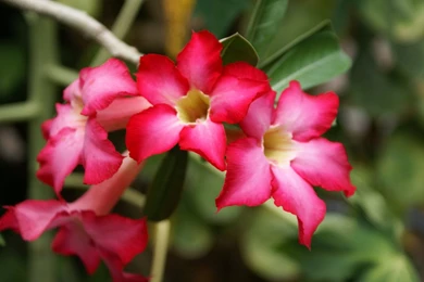 HD Flower S Wallpapers