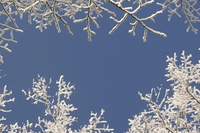 Blue, Wallpapers, Sky, Tree, White, Christmas, Desktop, Cute ...