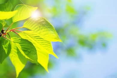 Leaves, Cherry, Desktop, Themes, Wallpaper, Computers (
