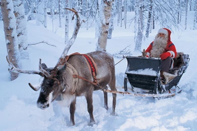 Christmas Reindeer Wallpapers Hd