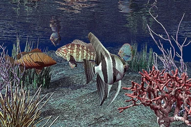 Live Wallpapers For Computer Desktop   5 Items