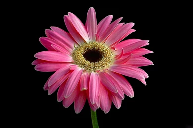 Wallpapers Pink Floral Backround Flower On Black Backgrounds And ...