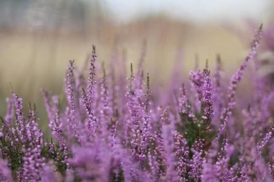 HD Wallpapers To Make You Relax