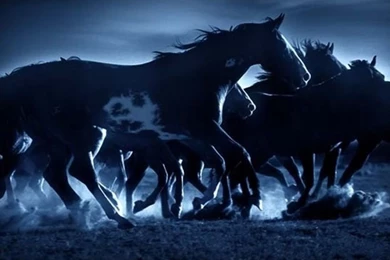 Horses Wallpapers » Blog Archive » Herd Of Dark Horses Wallpapers ...