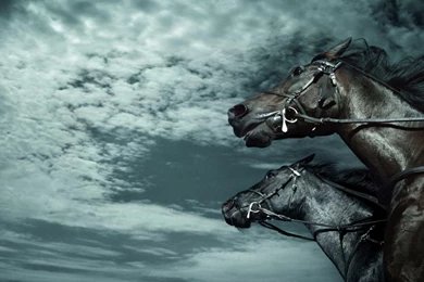Dark Horses >> HD Wallpaper, Get It Now!