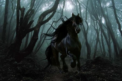 Black Horse By Viefiurka On DeviantArt