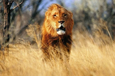 Download Lion Desktop Wallpapers