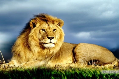 Wallpapers Lion