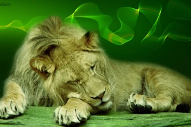 Lion Wallpapers « Animal Spot