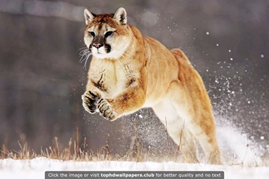 Mountain Lion 4K Or HD Wallpapers For Your PC, Mac Or Mobile Device