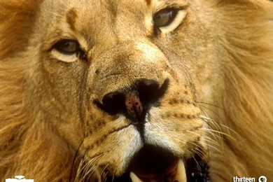 HD Lion Pictures Lions Wallpapers