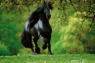 Pictures > Beautiful Black Horse Running