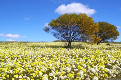 Spring In Australia Wallpapers   Crazy Frankenstein