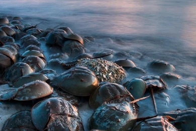 Ipod touch 4g wallpapers 17_New Mobile Wallpaper,iPhone,Android ...