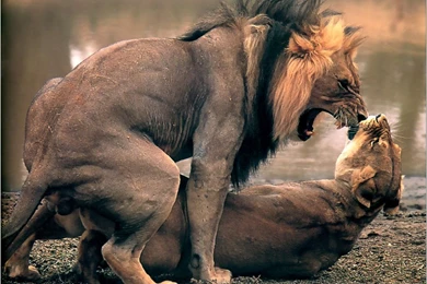 Fire Glefia.com Wallpapers