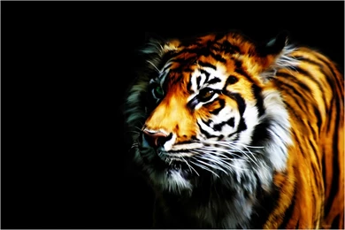 Tiger Animal HD Wallpapers