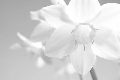 White Color Wallpapers   HD Wallpapers Lovely