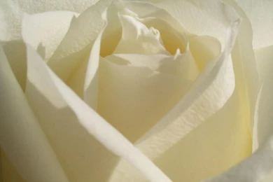 Flower Rose White Color Hd Wallpapers   (