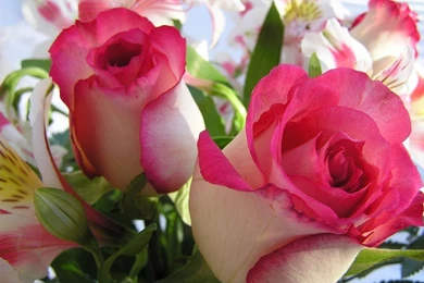 Flowers Love Wallpapers HD Wallpapers