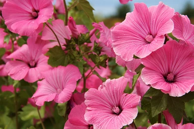 Flower HD Wallpapers