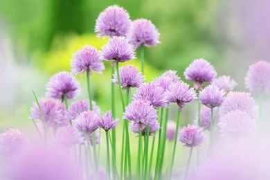 35+ Beautiful Free Flowers Wallpapers HD For Download