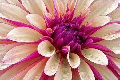 Desktop   New MacBook Pro Pink Flower Wallpaper?...