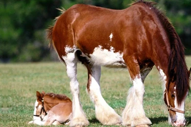 Horses: Stallion Cavalo Mare Animals Powerful Gorgeous Foal Horse ...