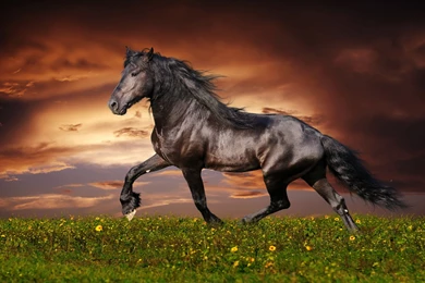 Mascular Horse Desktop Backgrounds HD 1920x1200