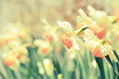 Romantic Screensaver Cute Daffodils Hd Desktop Wallpapers Jpg 286374
