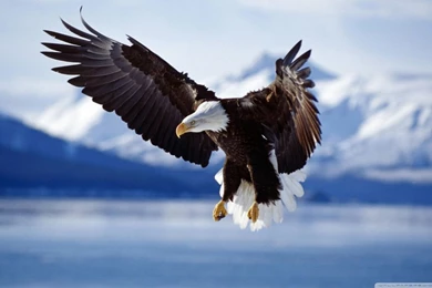 Bald Eagle HD Desktop Wallpapers : Widescreen : High Definition ...