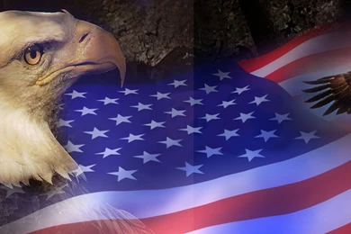 319 Eagle HD Wallpapers