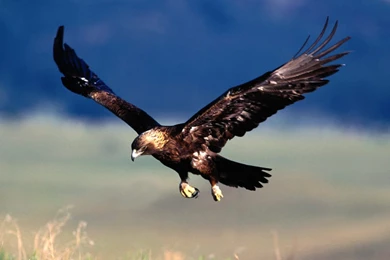 Golden Eagle HD Wallpapers