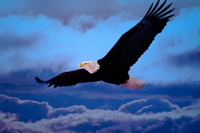 Eagles Wallpapers High Definition
