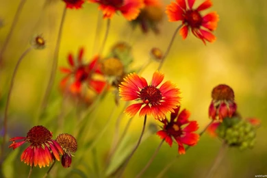 Flowers Hd Wallpapers Download   HD Wallpapers Lovely