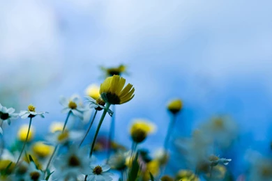 20+ HD Beautiful Flowers Wallpapers Free Download