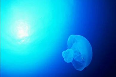 Blue Ocean Wallpapers & Ocean Animals Wallpaper6   Wallcoo.net