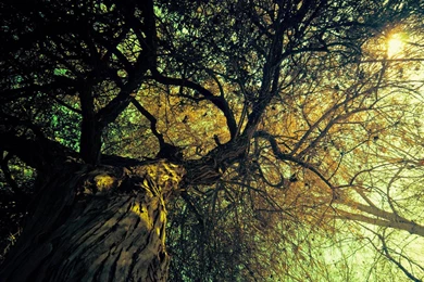 Huge Ancient Tree Scenic Backgrounds Widescreen And HD Backgrounds ...